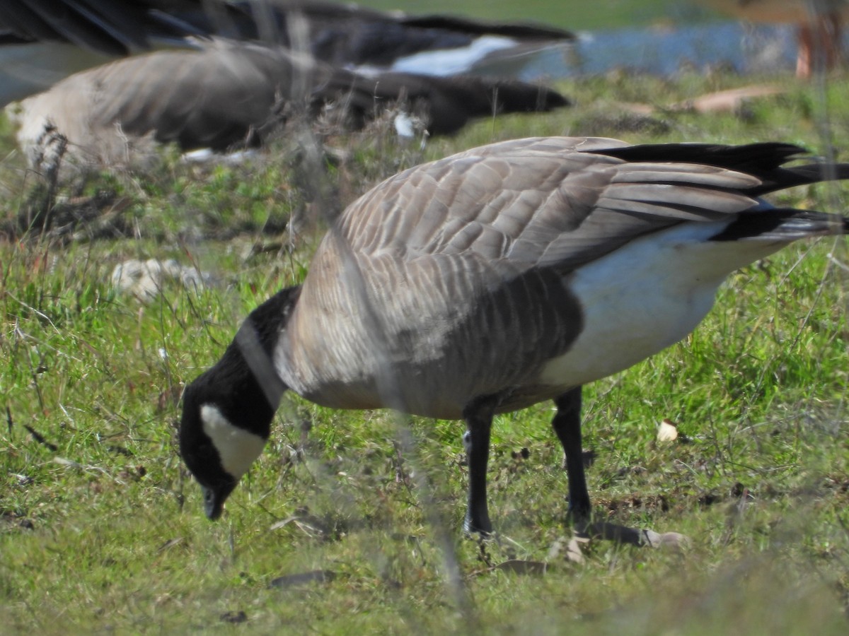 Cackling Goose (minima) - ML535661711