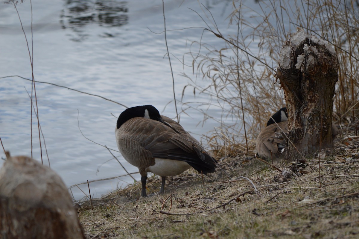 Canada Goose - ML53566181