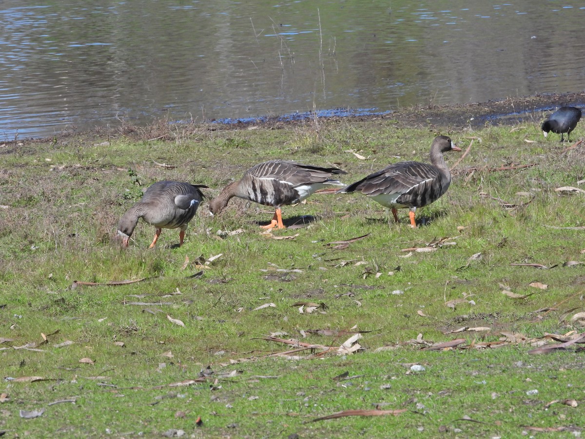 American Coot - ML535662051