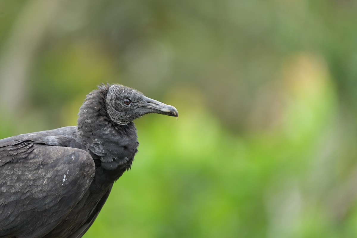 Black Vulture - ML535662231