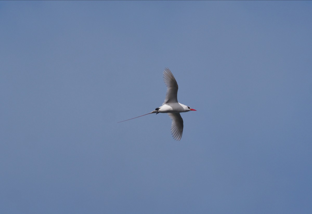 Red-tailed Tropicbird - Hans-Peter Bieri