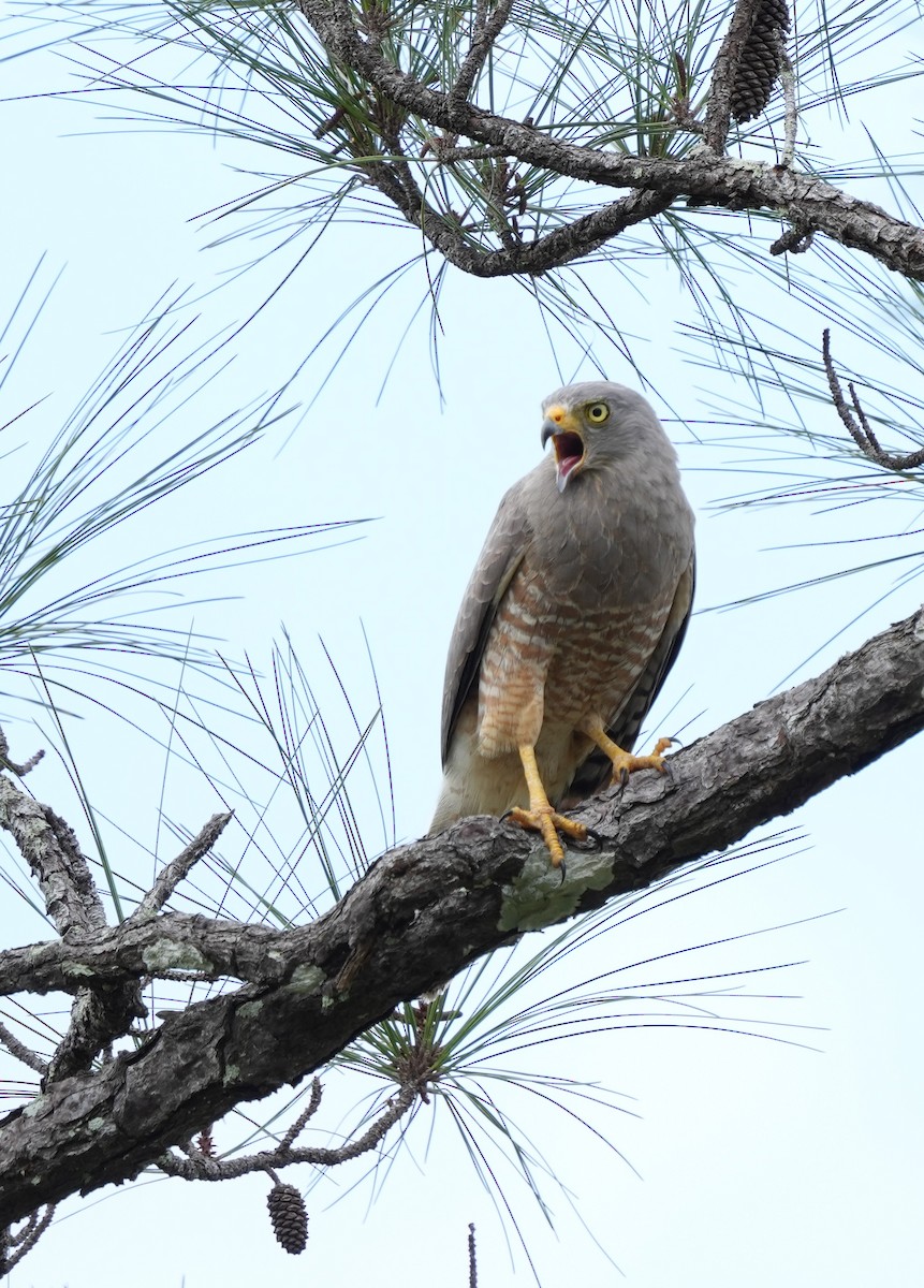 Roadside Hawk - ML535663161