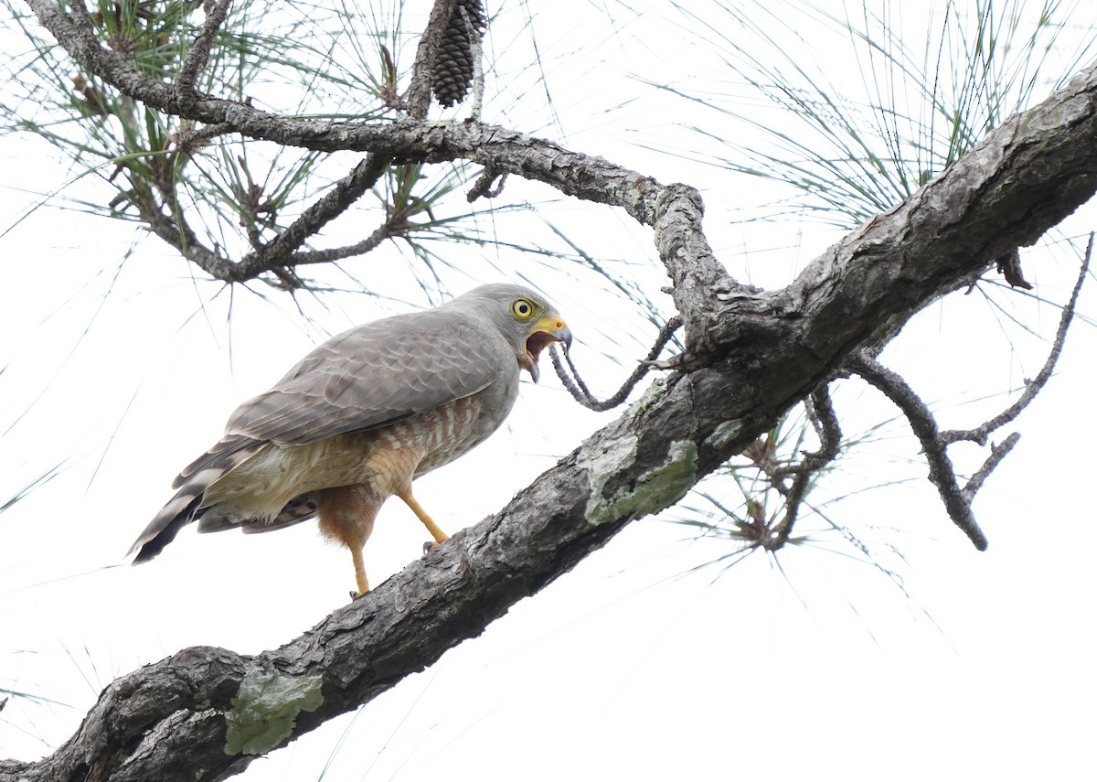 Roadside Hawk - ML535663221