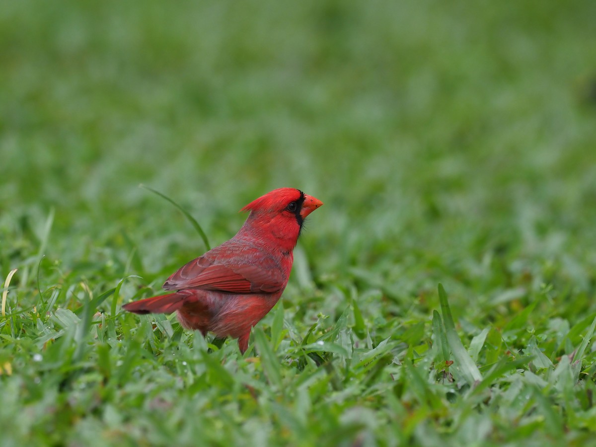 Northern Cardinal - Hans-Peter Bieri