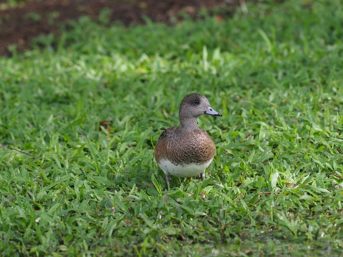 Canard d'Amérique - ML535664261