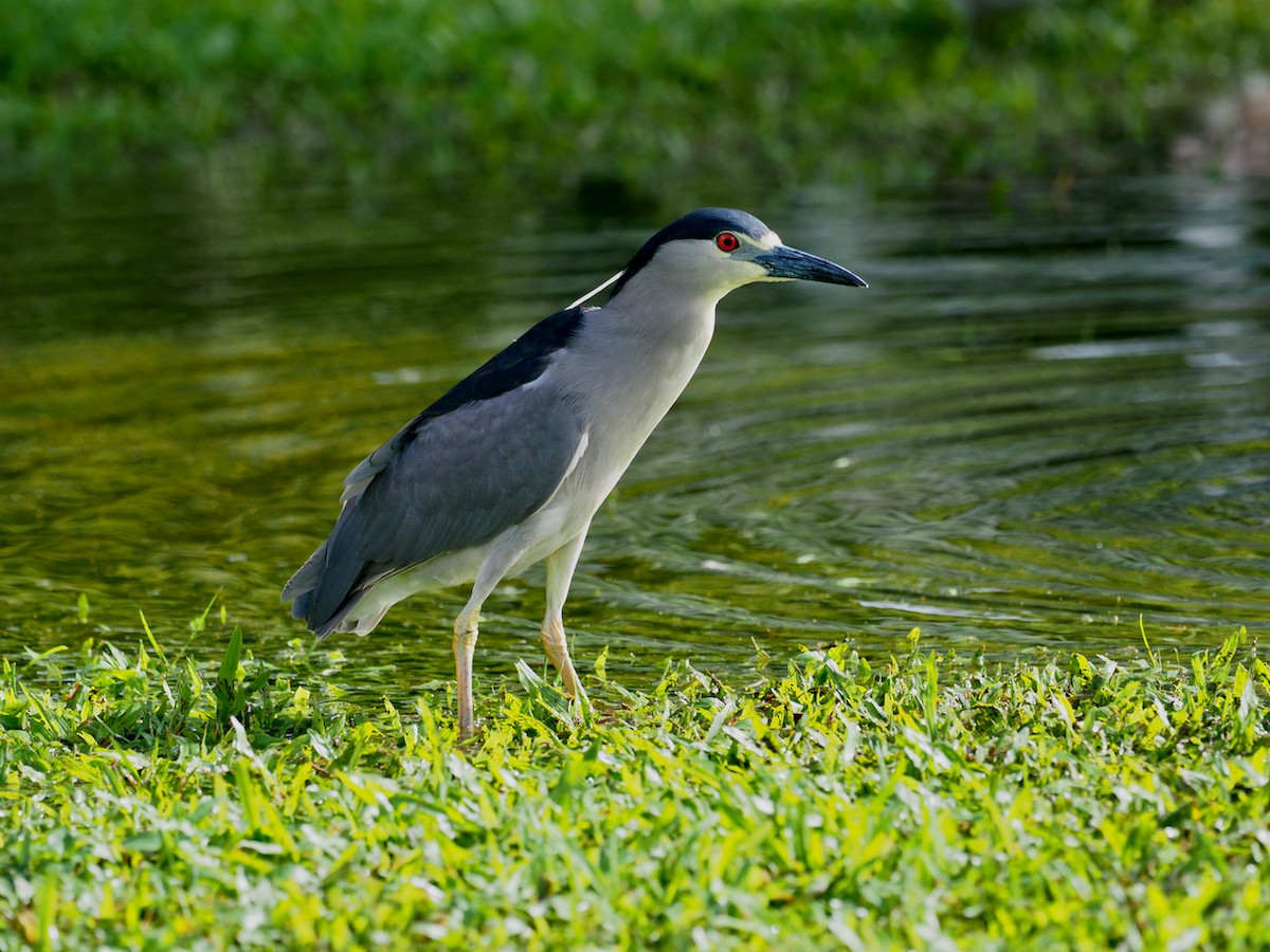 Black-crowned Night Heron - Hans-Peter Bieri