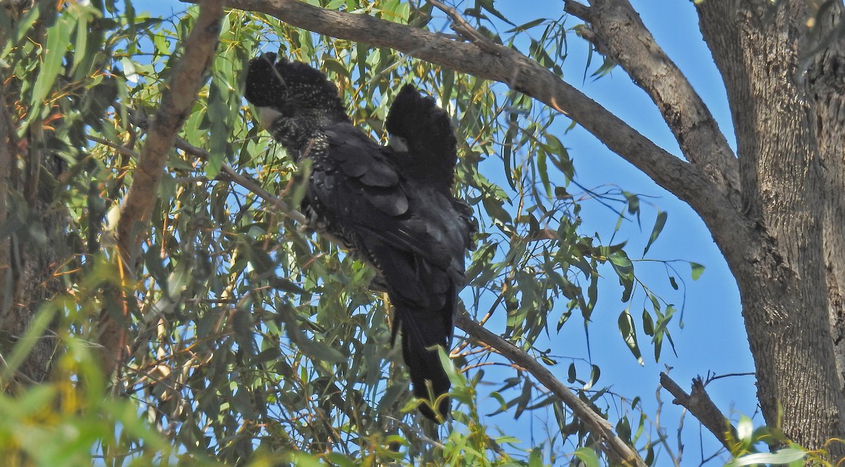 Red-tailed Black-Cockatoo - ML535664391