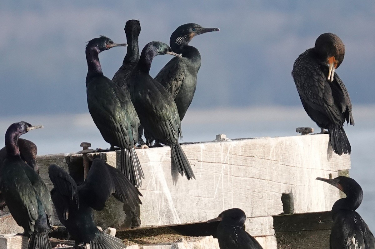 Brandt's Cormorant - ML535664431