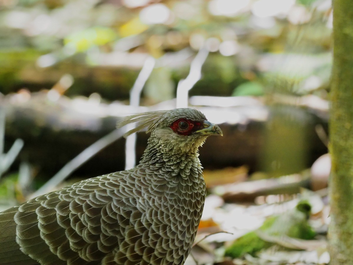 Kalij Pheasant - Hans-Peter Bieri