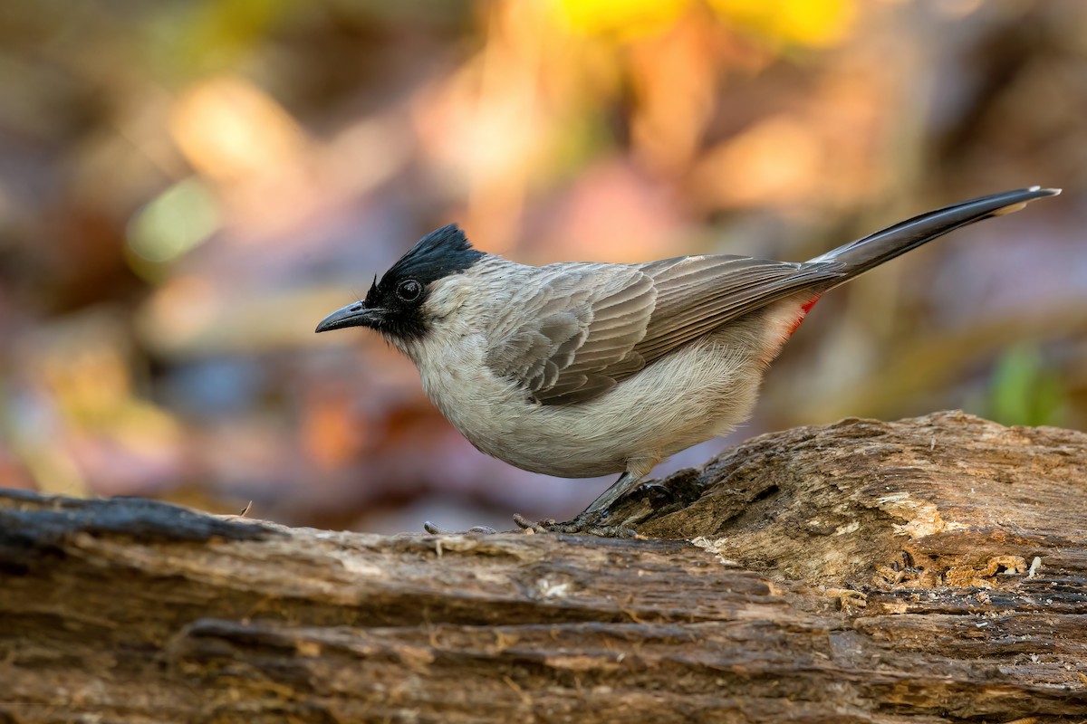 Bulbul Ventridorado - ML535665241
