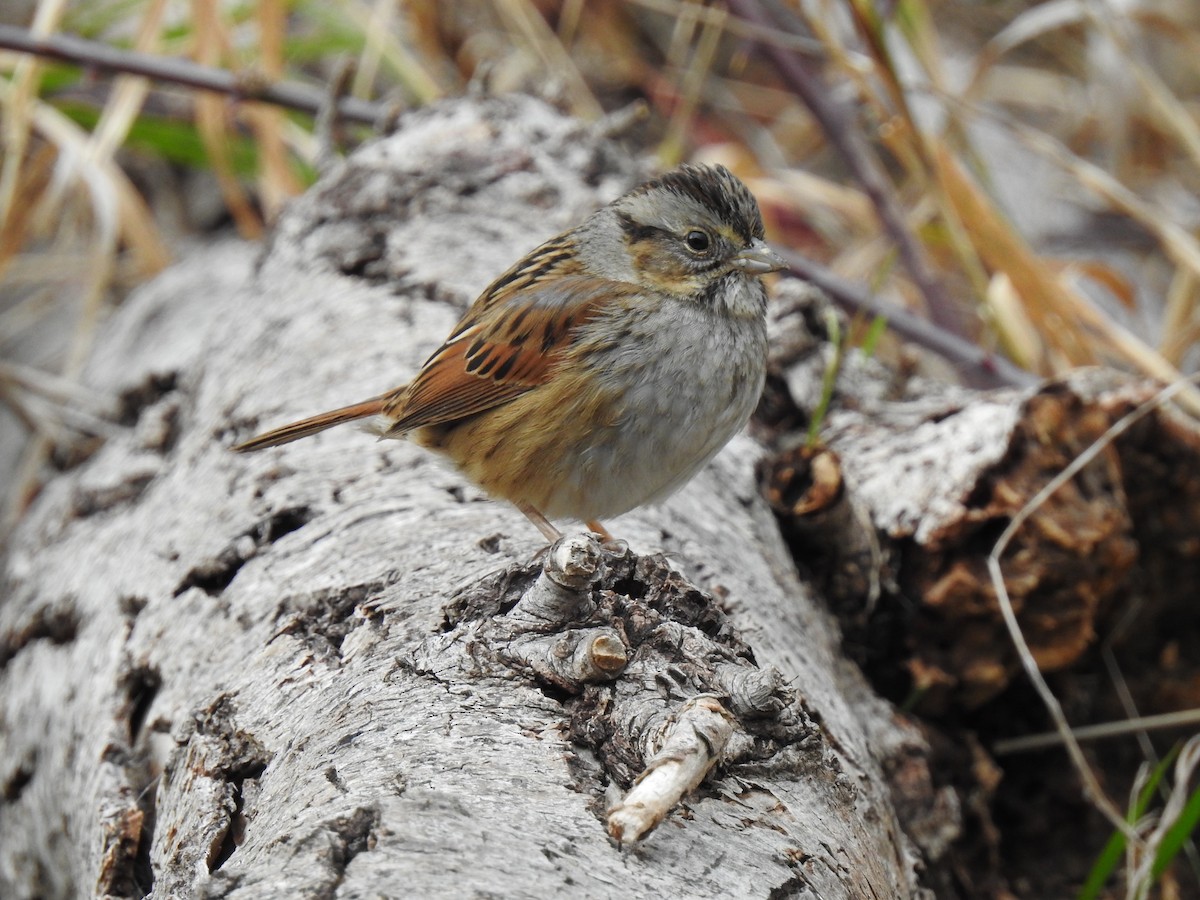 Swamp Sparrow - ML535666231