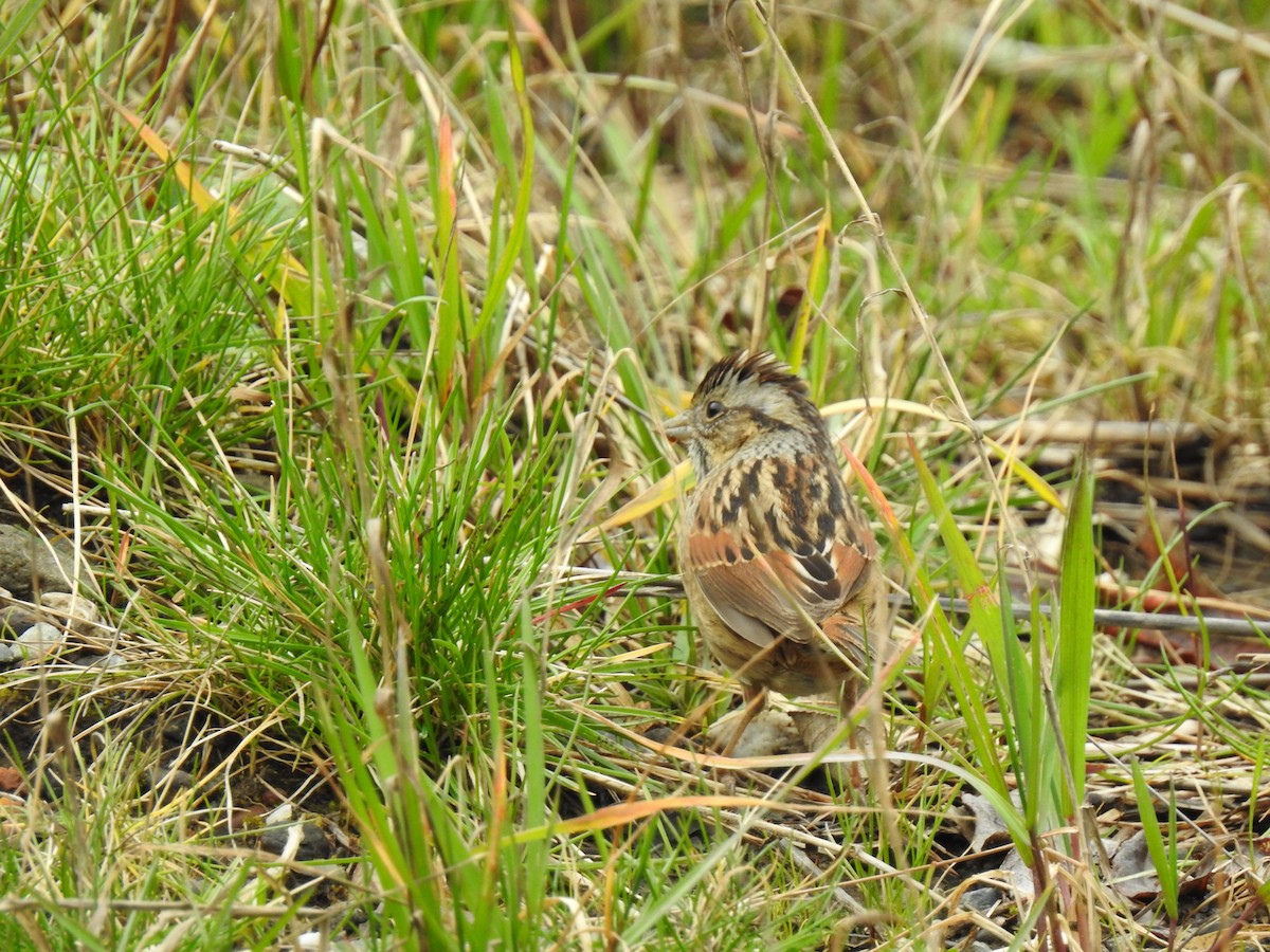 Swamp Sparrow - ML535666321