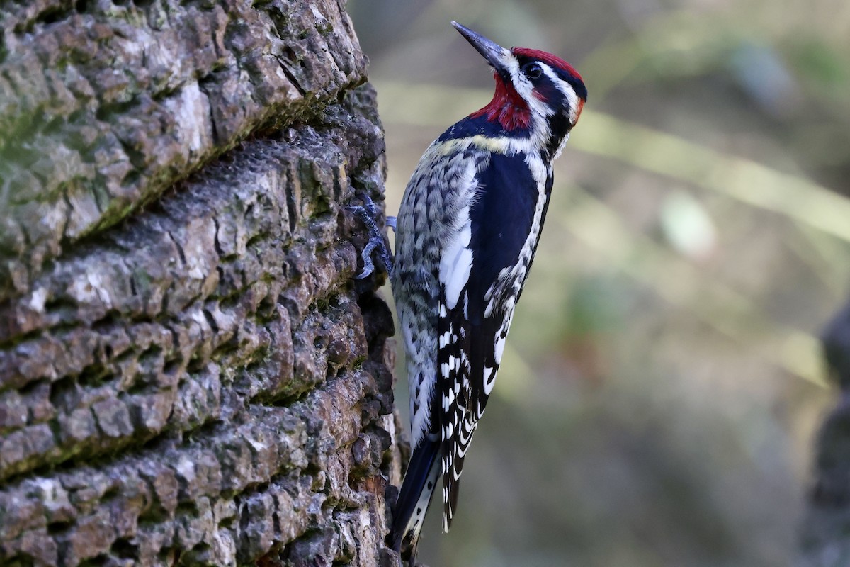 Red-naped Sapsucker - ML535667881
