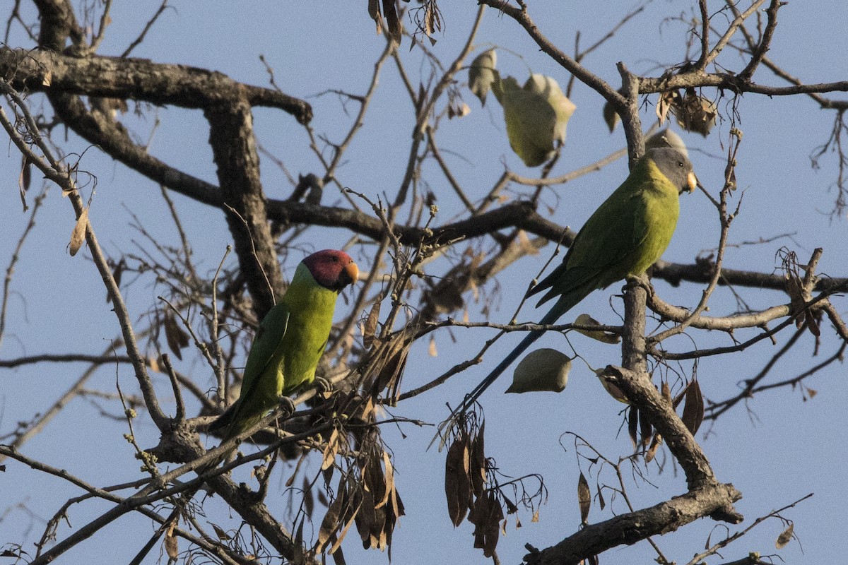 Plum-headed Parakeet - ML535669111