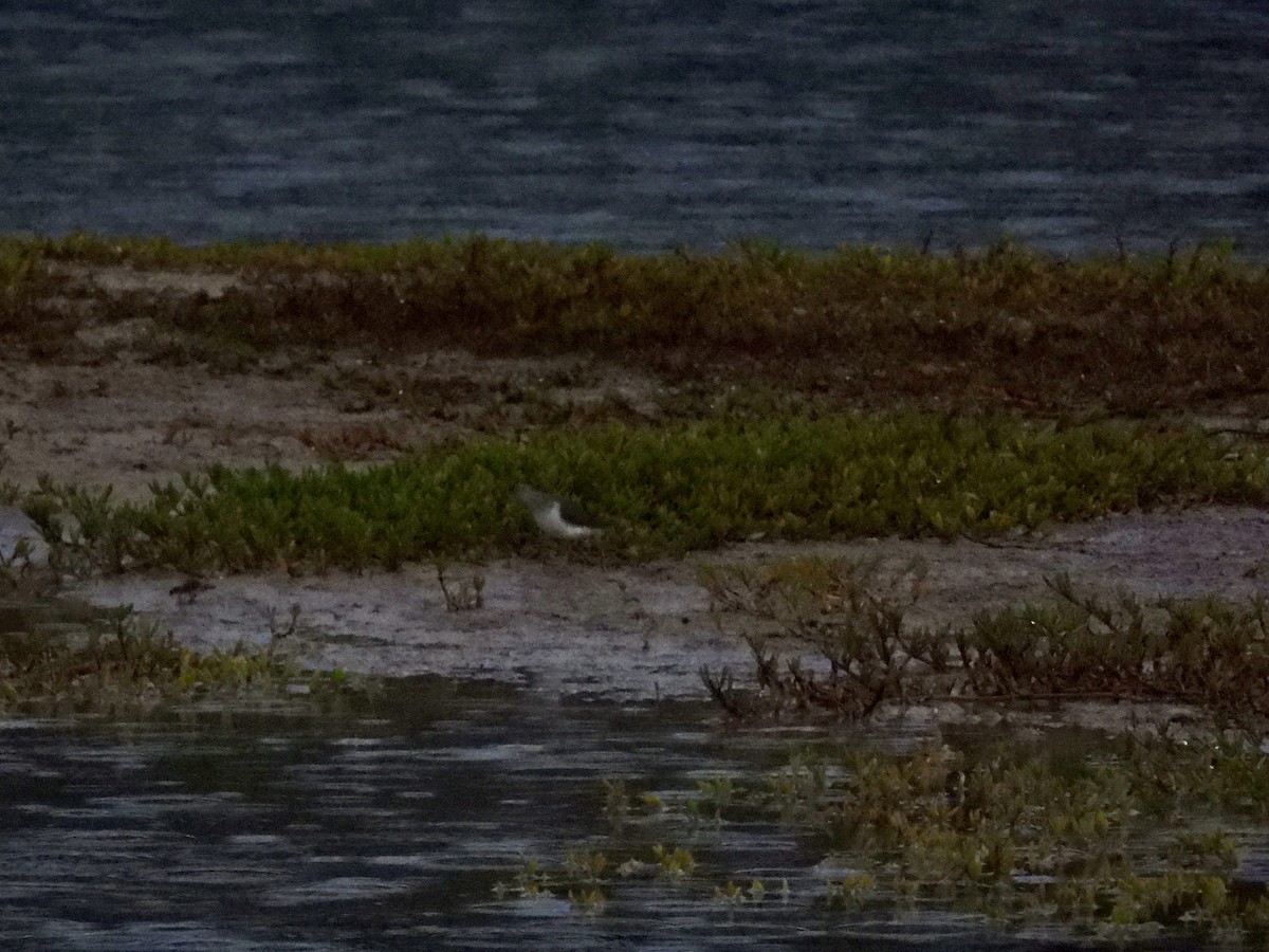 Spotted Sandpiper - ML535669141