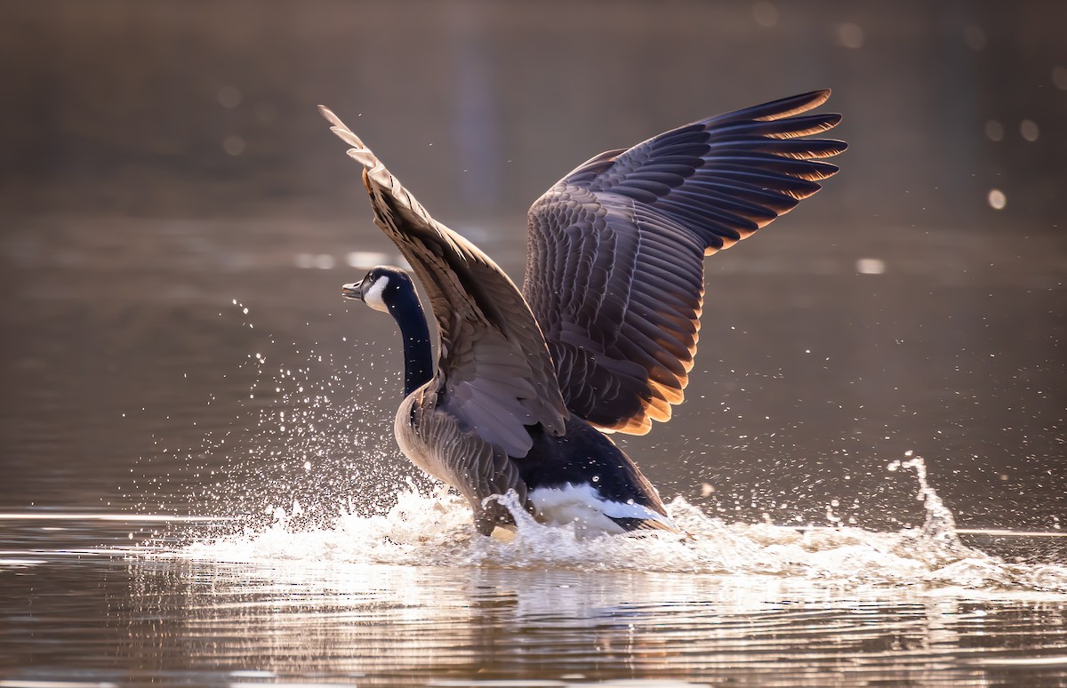 Канад галуу - ML535669251