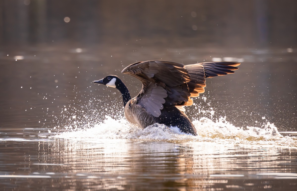 Канад галуу - ML535669261