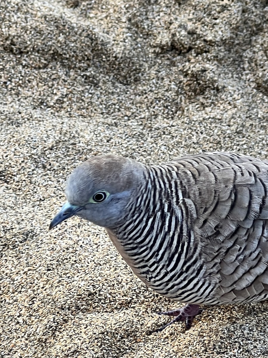 Zebra Dove - ML535669861