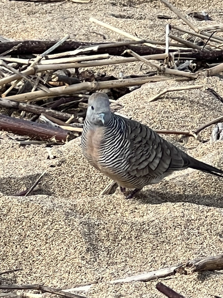 Zebra Dove - ML535669881