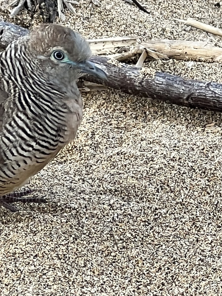 Zebra Dove - ML535669891