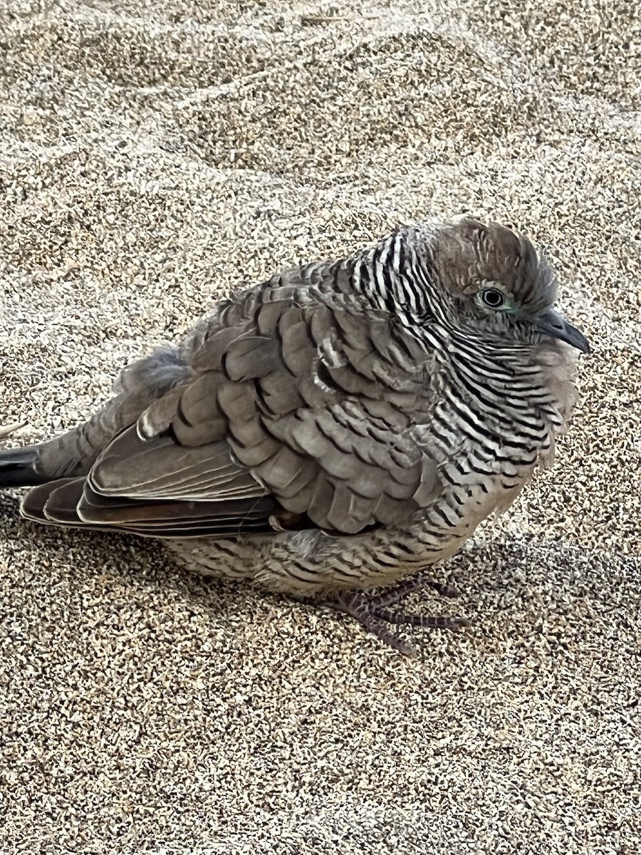 Zebra Dove - ML535669901