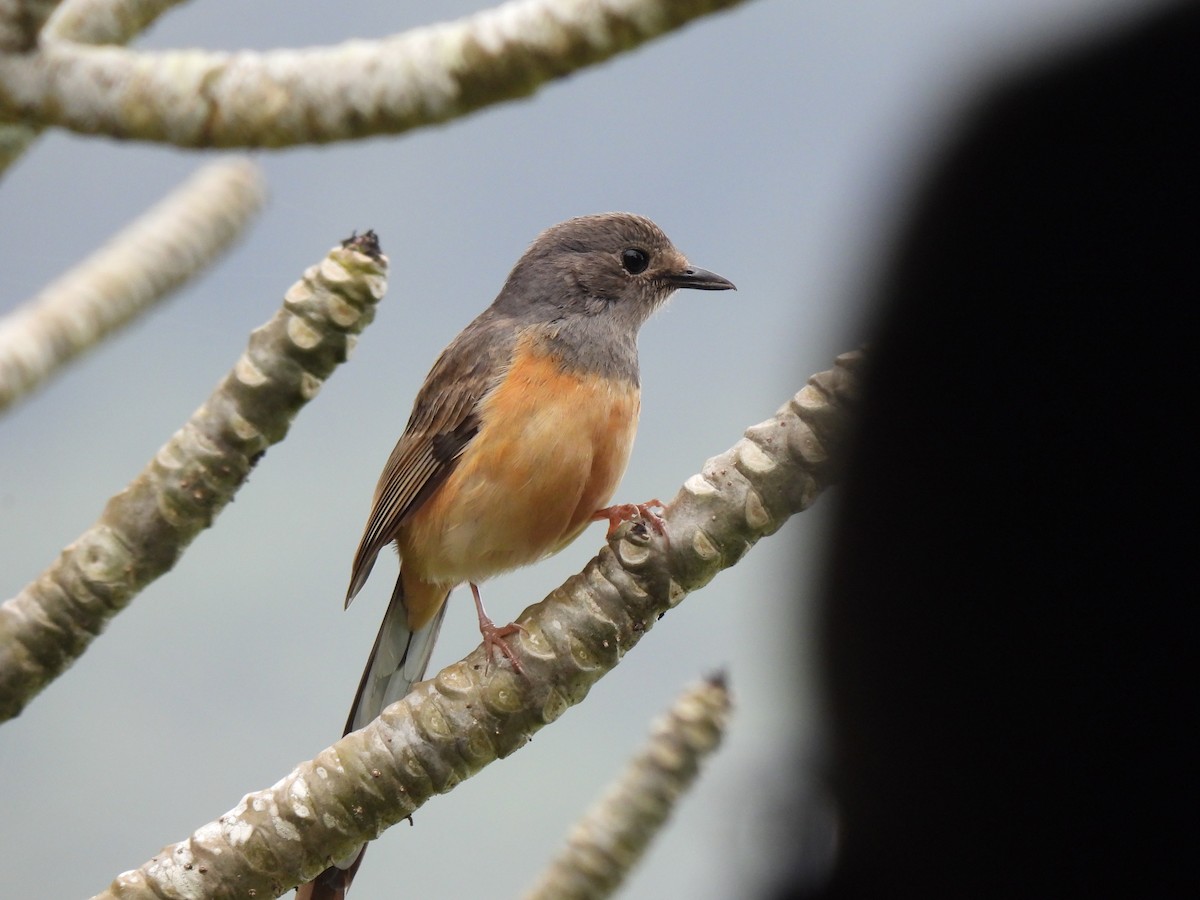 White-rumped Shama - ML535670141