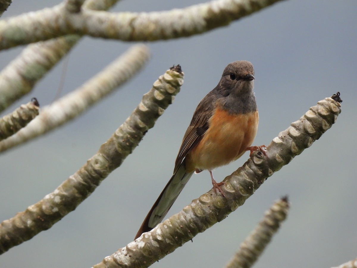 White-rumped Shama - ML535670161