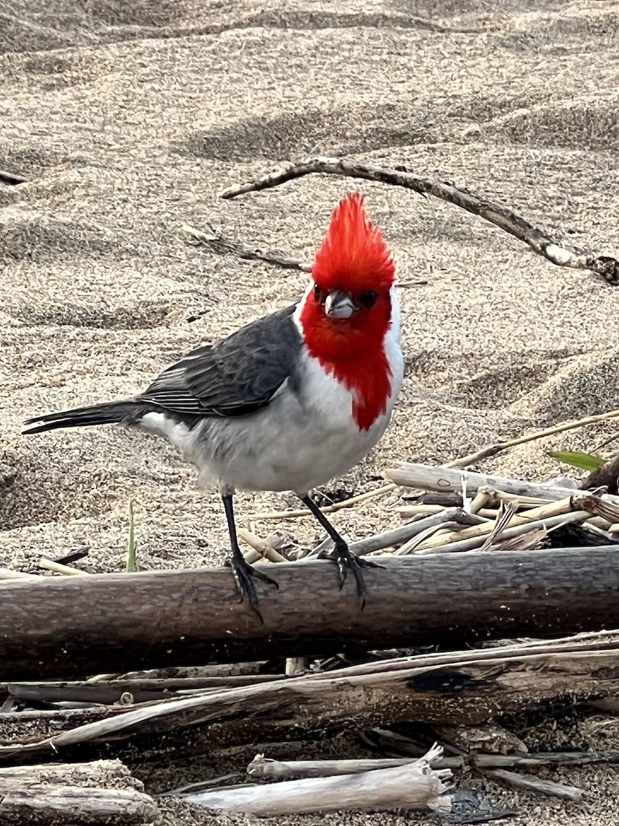 Red-crested Cardinal - ML535670251