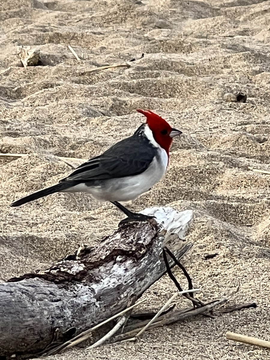 Red-crested Cardinal - ML535670261