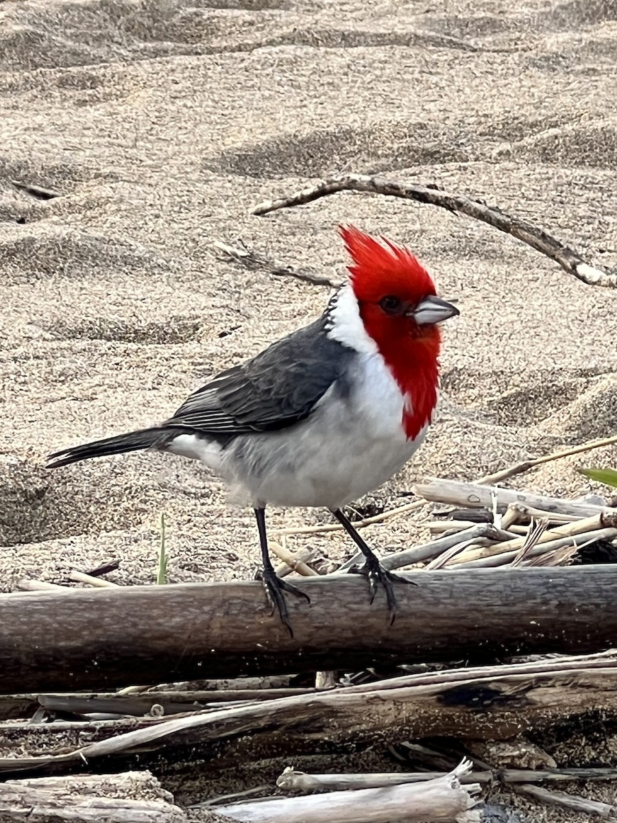 Red-crested Cardinal - ML535670271