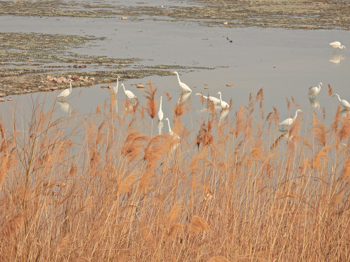 Great Egret - ML535671641