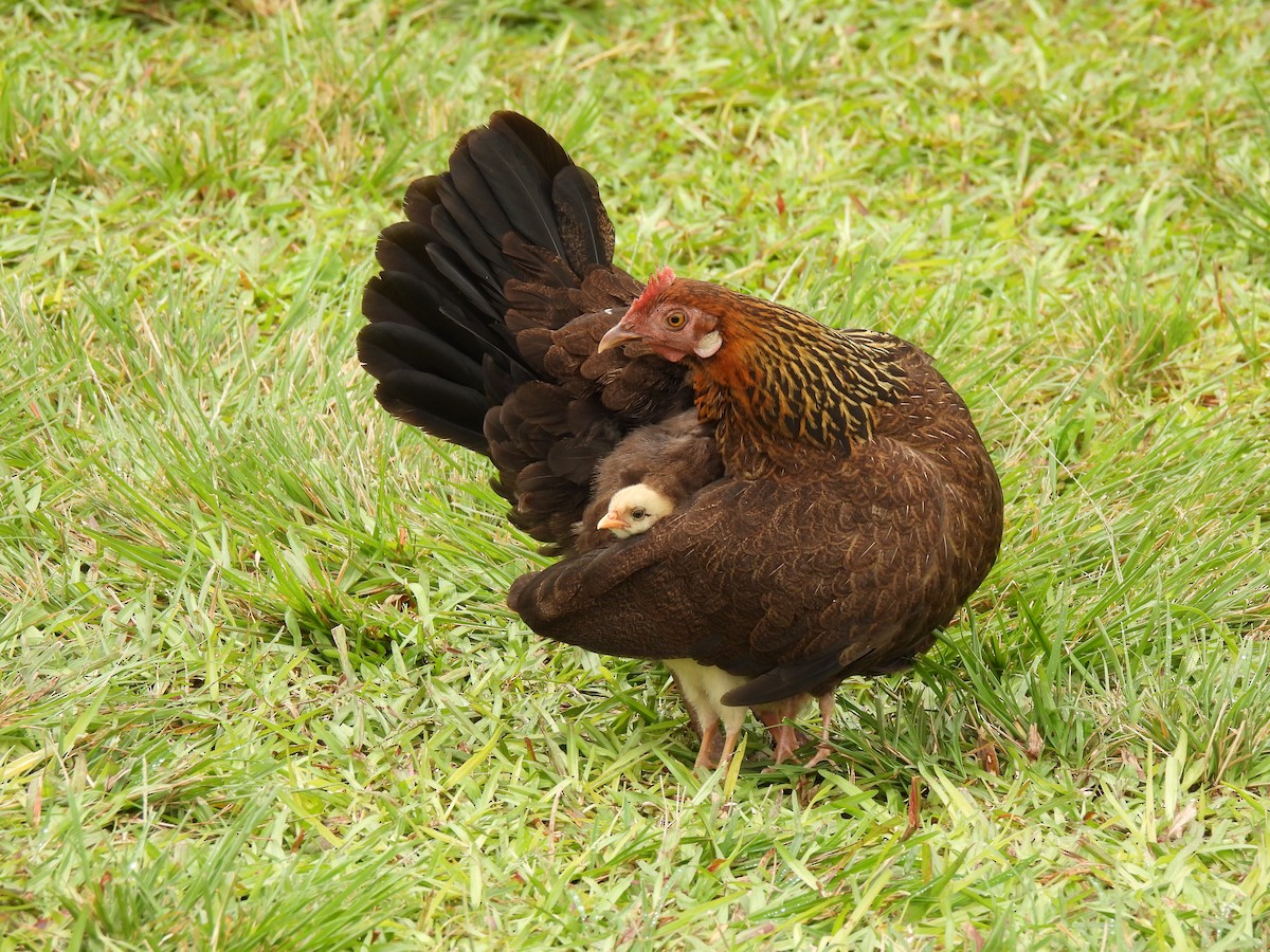 Red Junglefowl (Domestic type) - ML535671791