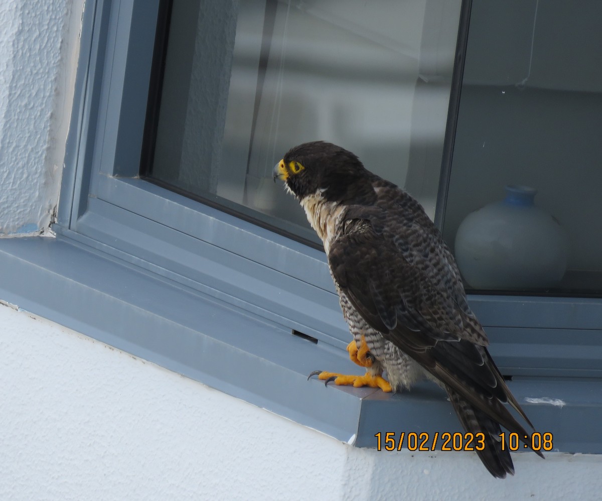 Эгэл шонхор - ML535672591