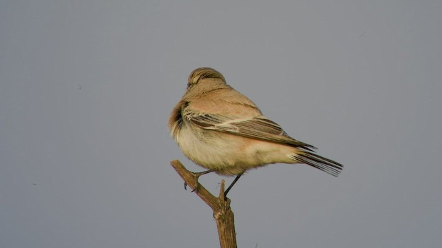 Desert Wheatear - ML535673291