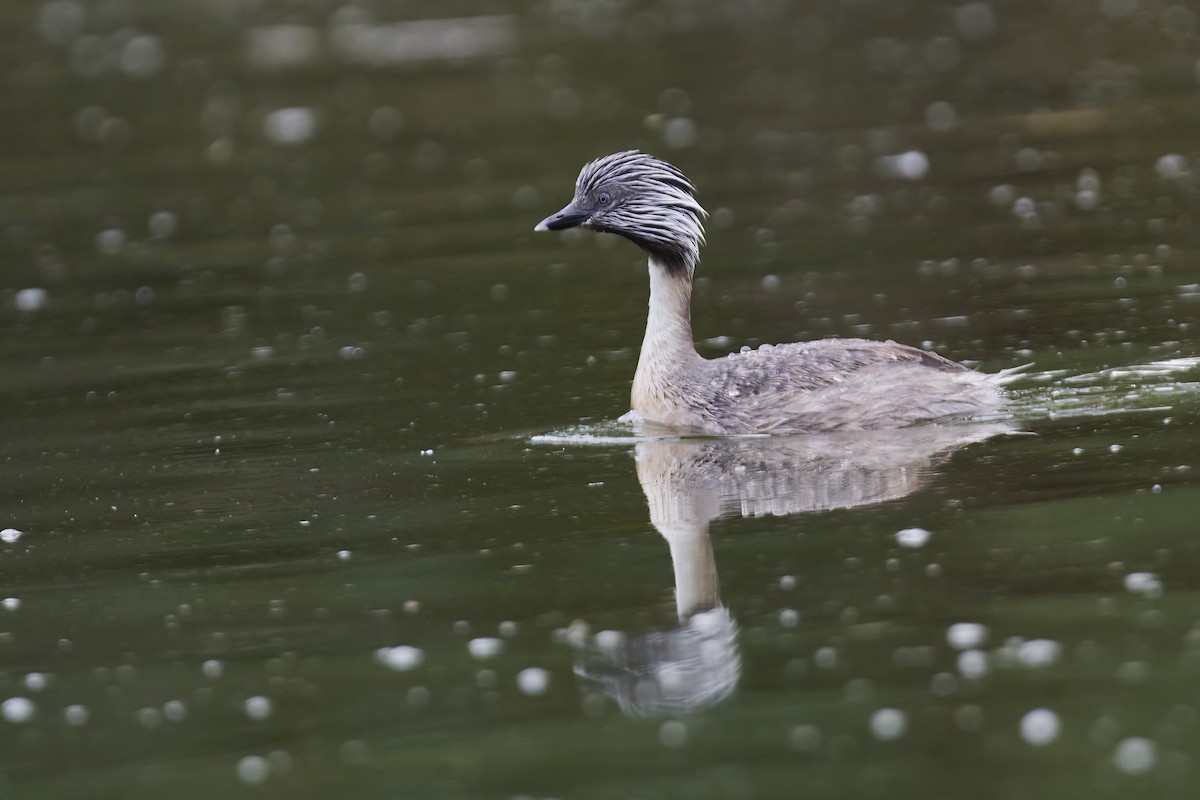 Hoary-headed Grebe - ML535675041