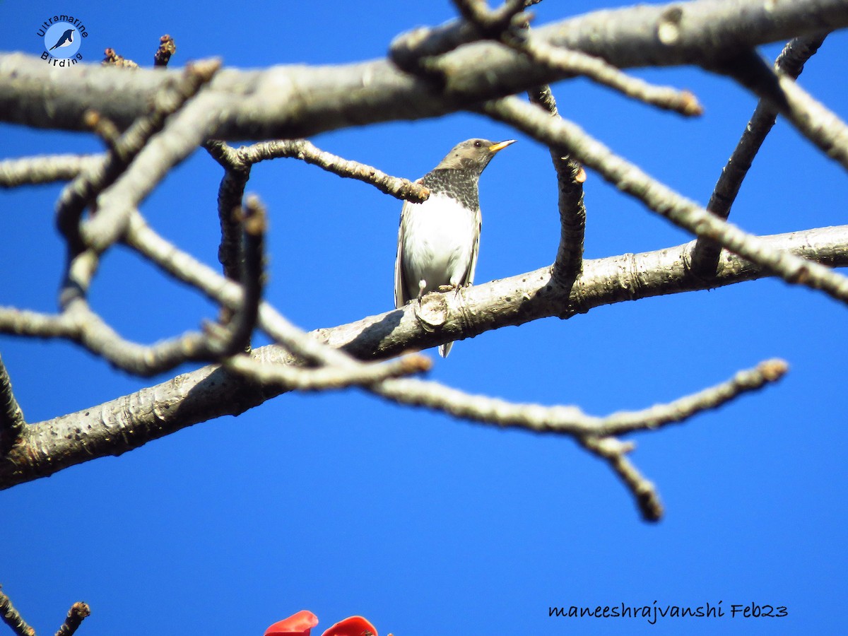 Black-throated Thrush - ML535675281