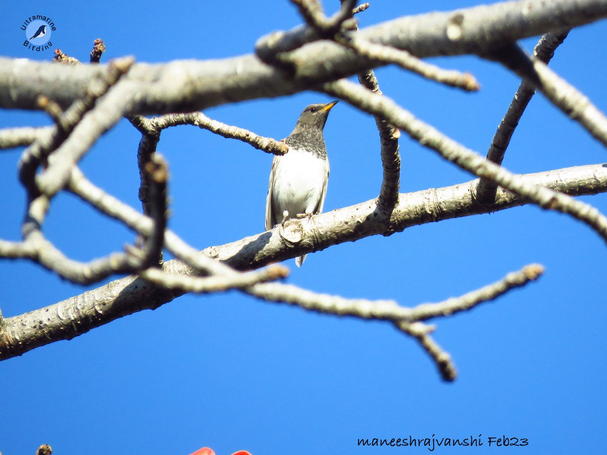 Black-throated Thrush - Maneesh Rajvanshi