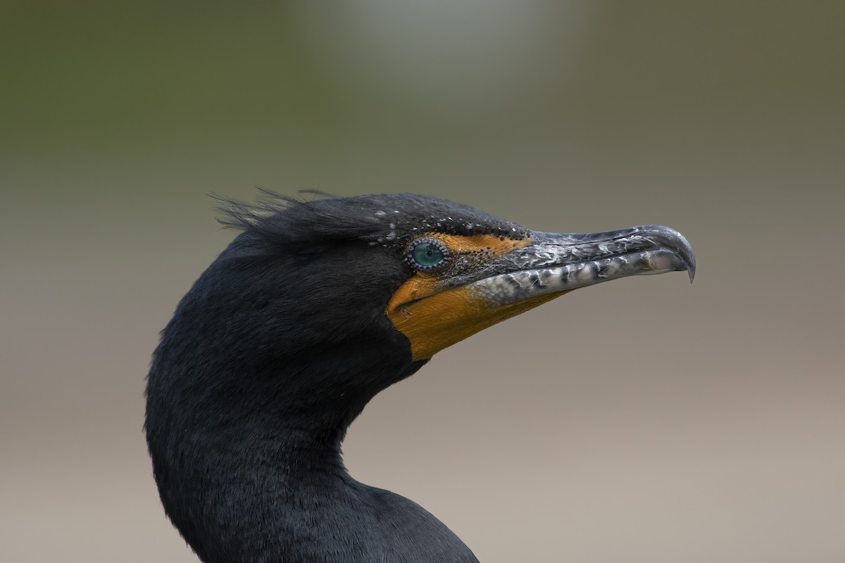 Double-crested Cormorant - Sean Siebuhr
