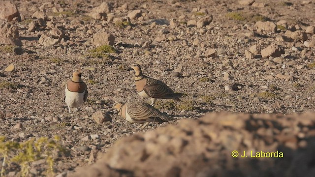 Pin-tailed Sandgrouse - ML535676521