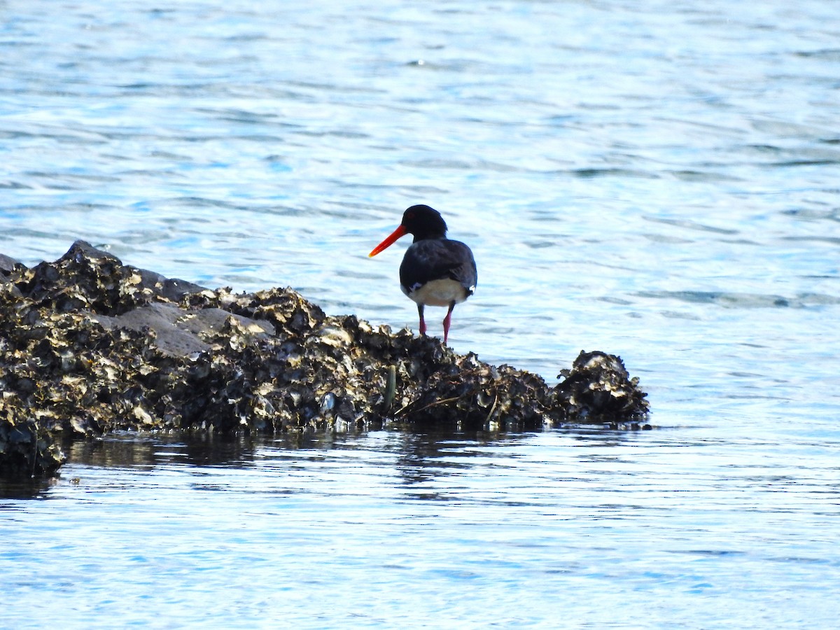 Pied Oystercatcher - ML535677271