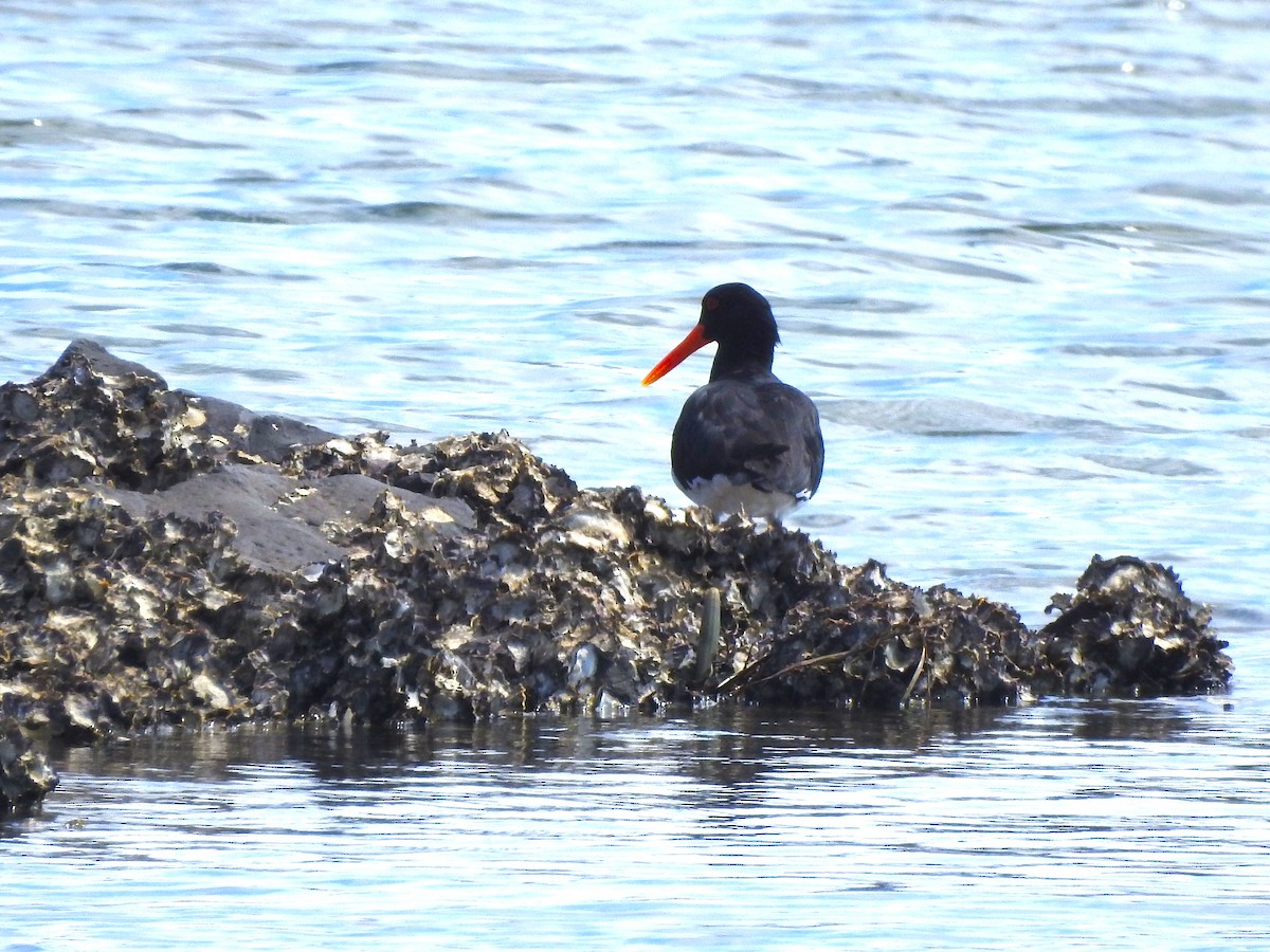 Pied Oystercatcher - ML535677281