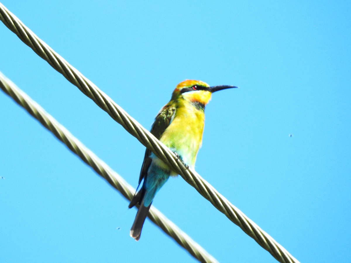 Rainbow Bee-eater - ML535677301