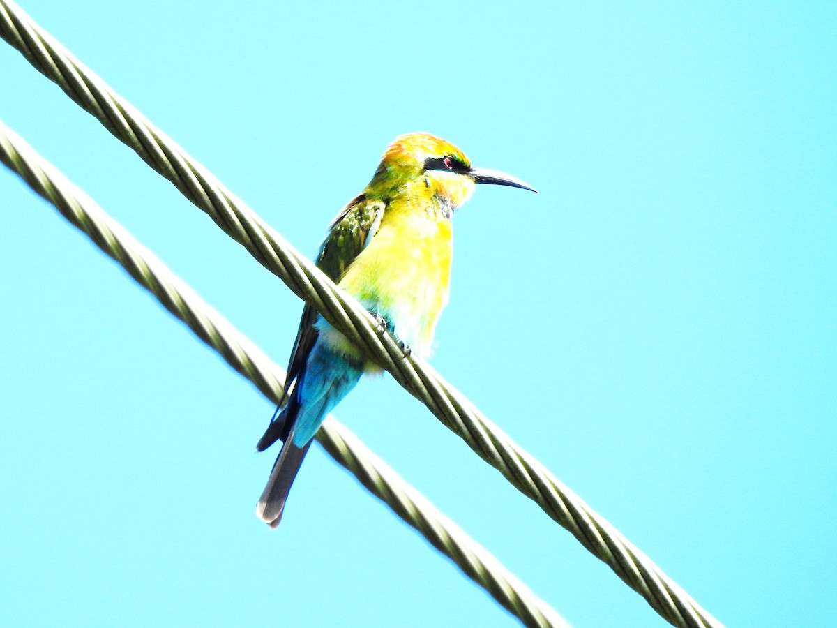 Rainbow Bee-eater - ML535677311