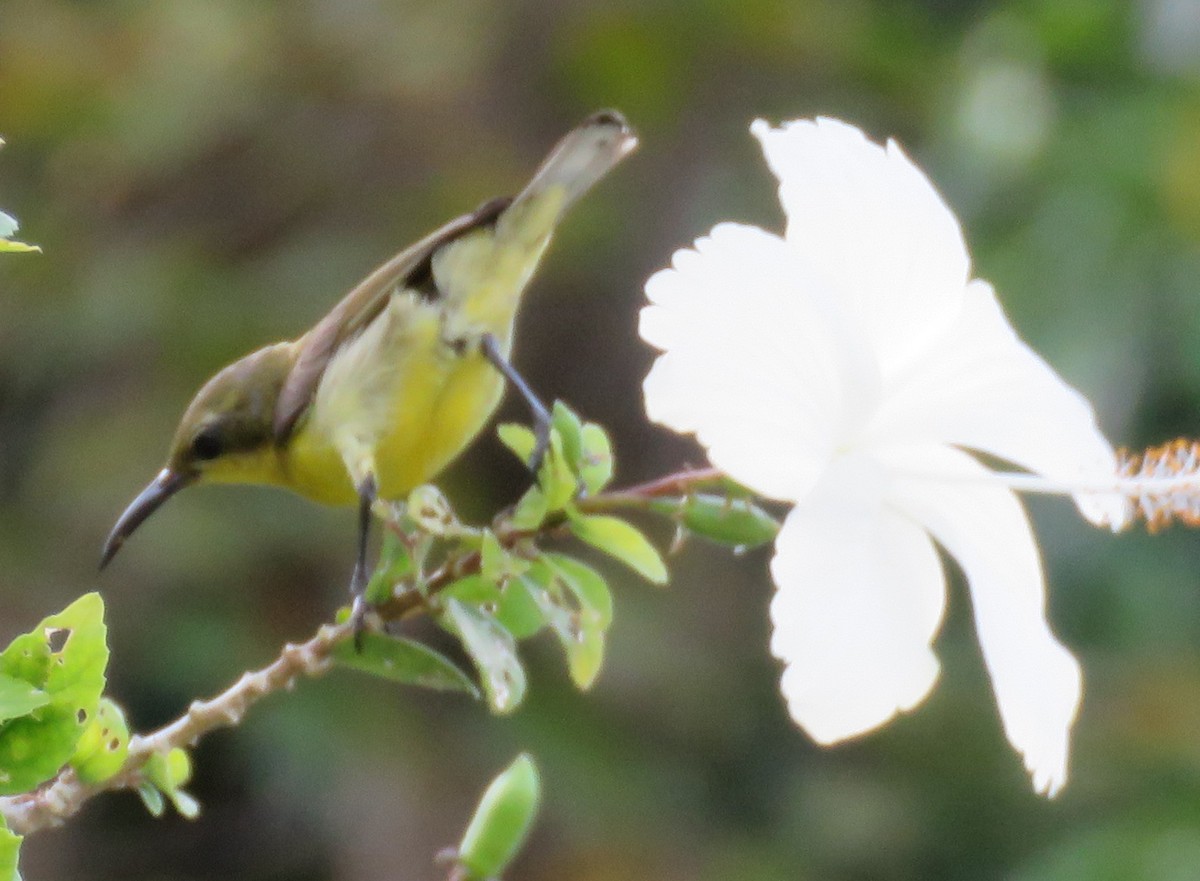 Palawan Sunbird - ML535677381