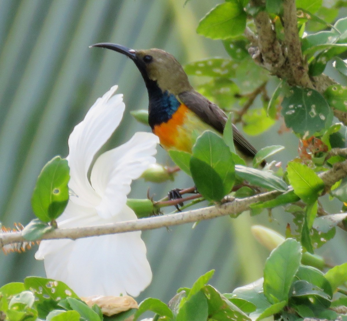 Palawan Sunbird - ML535677391