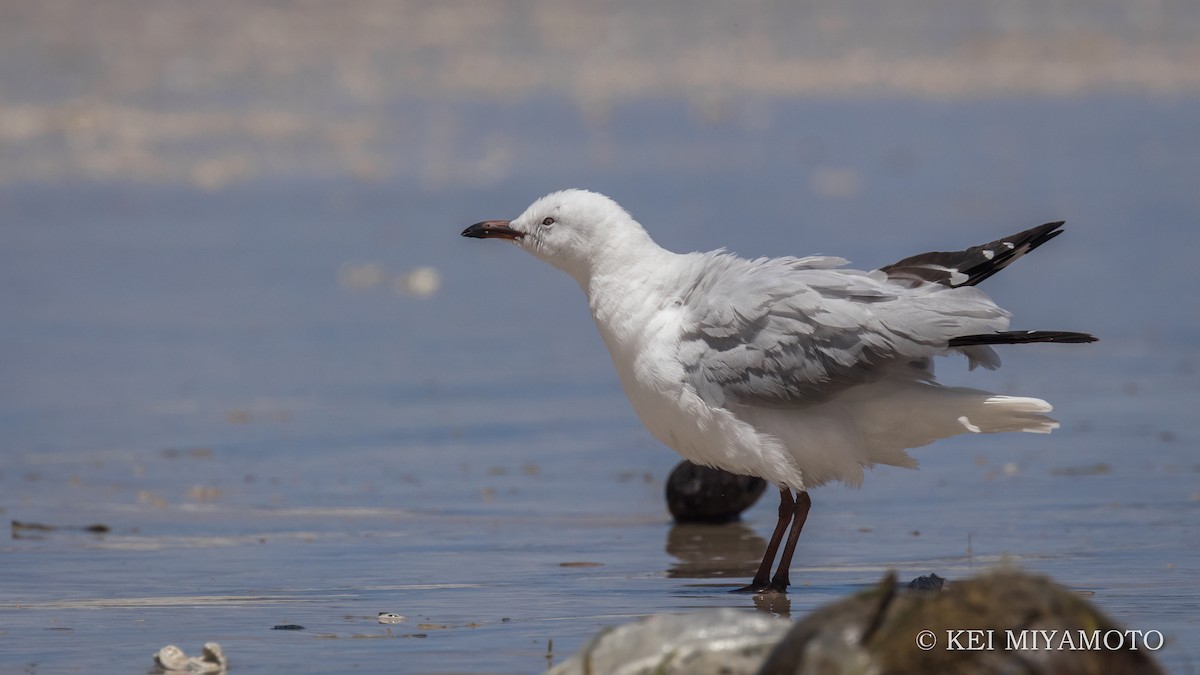 Mouette argentée - ML535678081