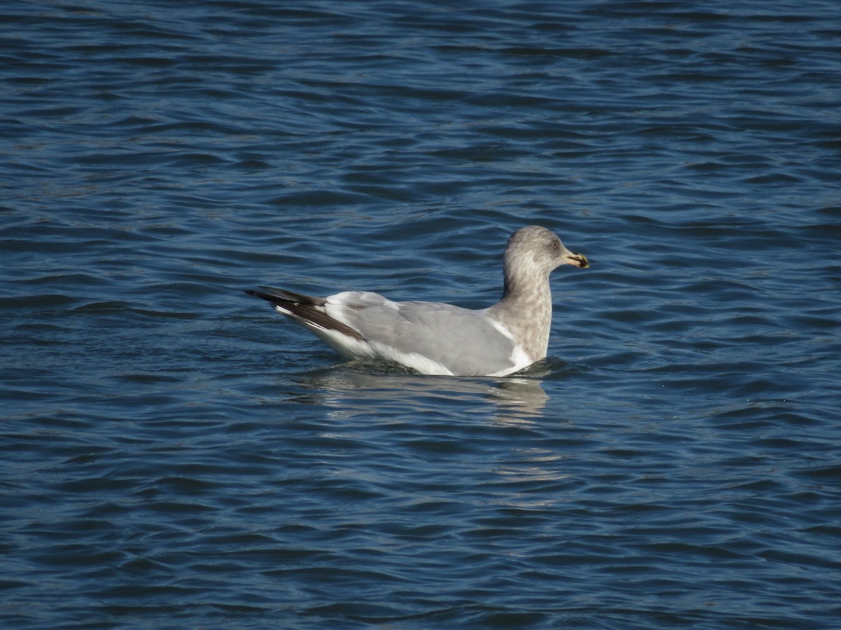 Herring Gull (American) - ML535678321