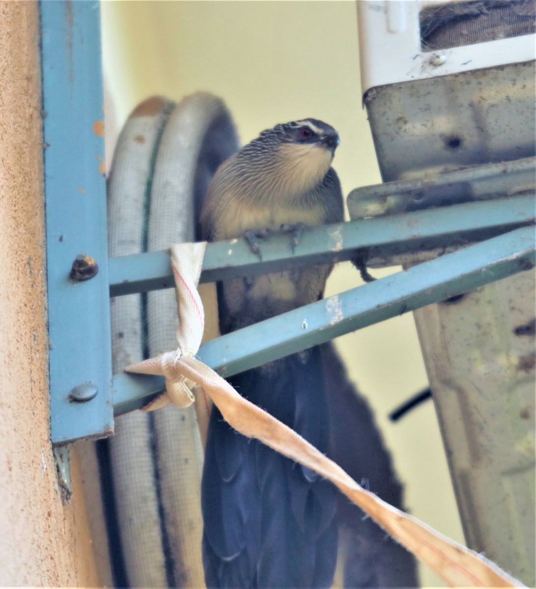 Coucal à sourcils blancs - ML535680951