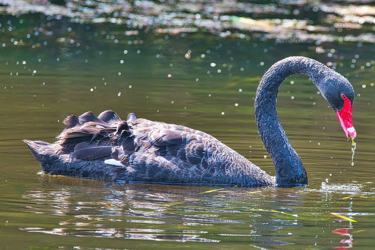 Black Swan - ML535681381