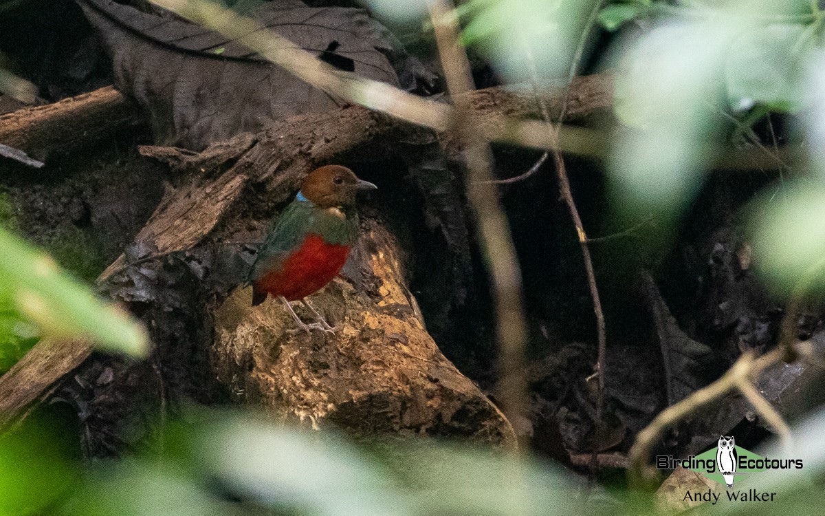 Pita Ventrirroja (grupo erythrogaster) - ML535681651